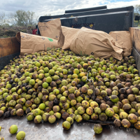 Bumper crop of walnuts